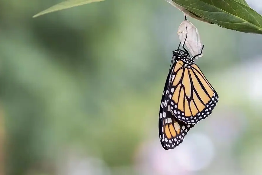 Monarch butterfly emerging from its chrysalis, symbolizing the transformative journey of health and wellness with Ginger-U's coaching, the perfect gift of well-being for loved ones.